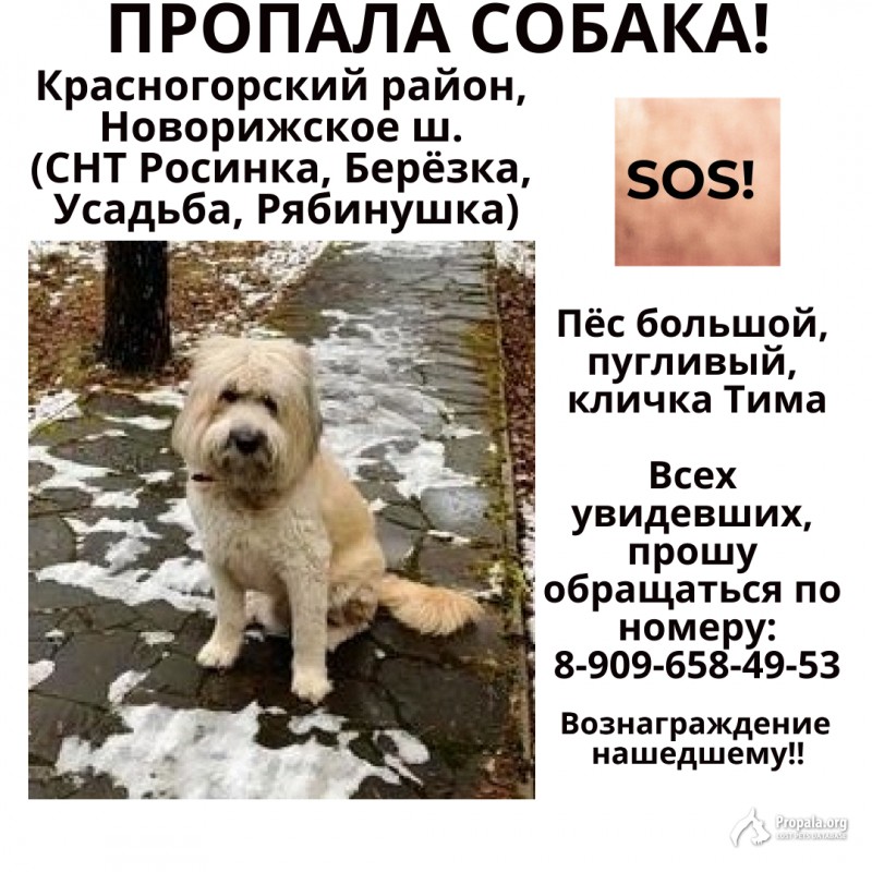 Пропала соьака в районе новорижского шоссе