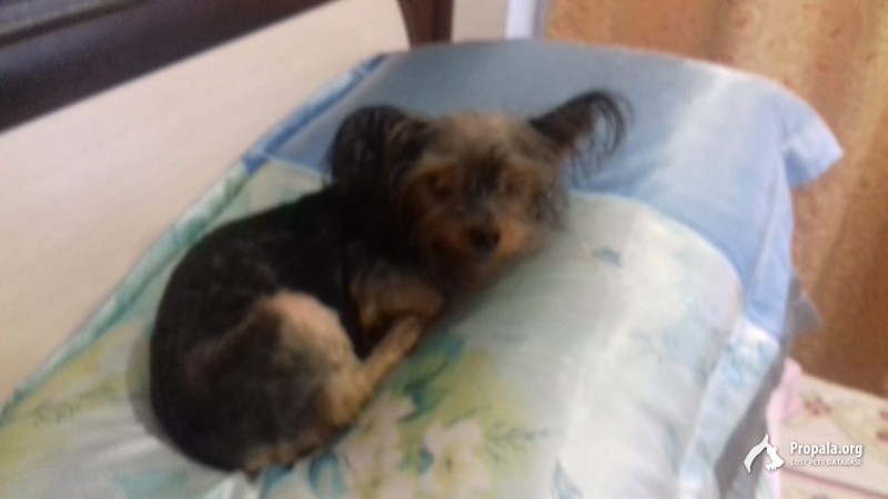 Найдена собака