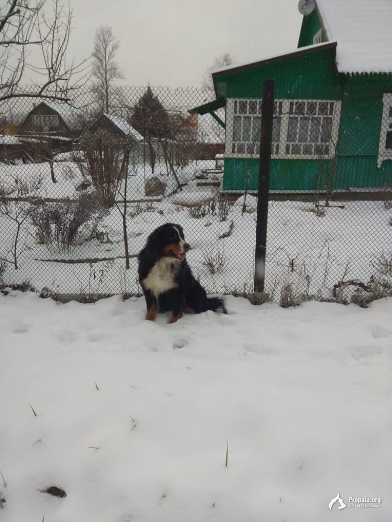 Бернский зенненхунд