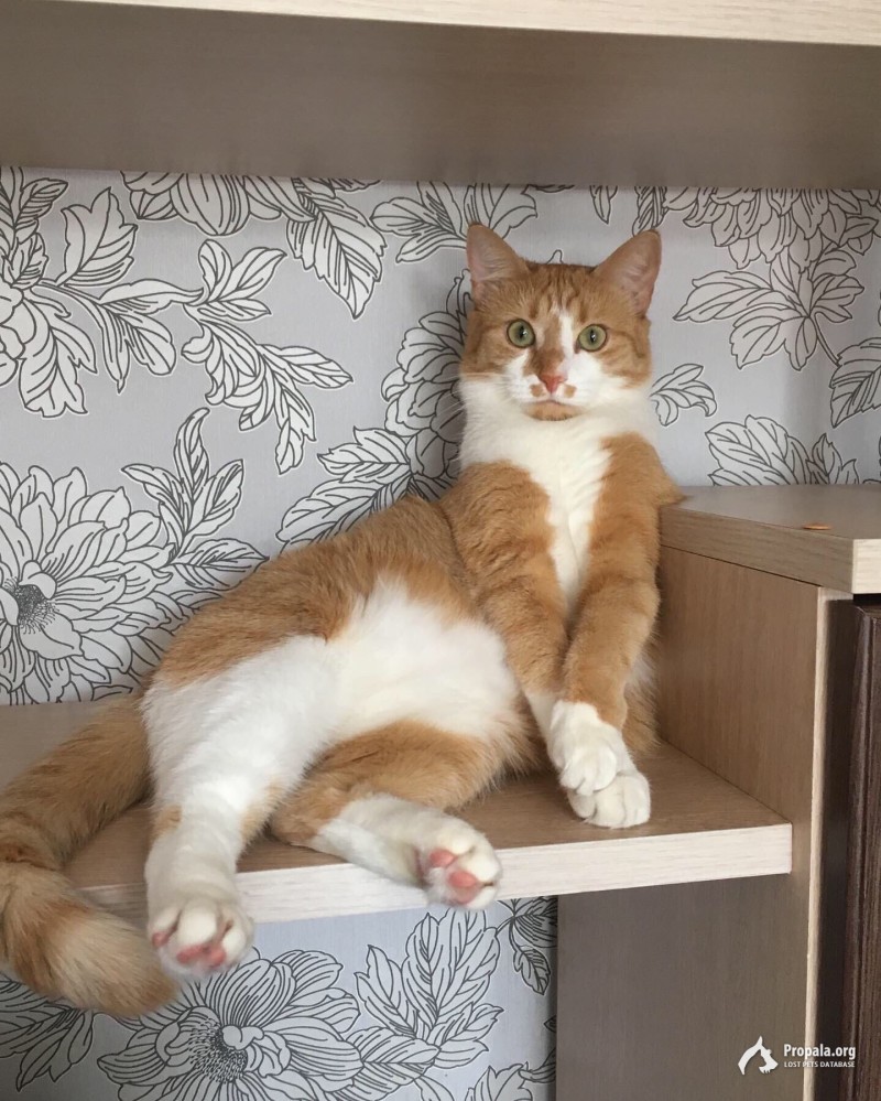 Потерялась кошка