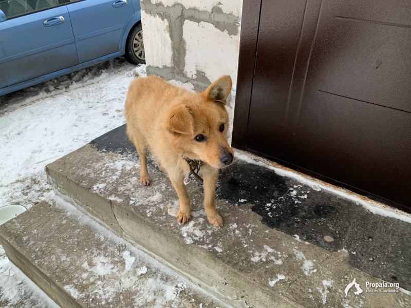 Найдена рыжая собака с ошейником в селе Головщино