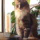 Пропала кошка, Нижегородская, 14. Серая пушистая