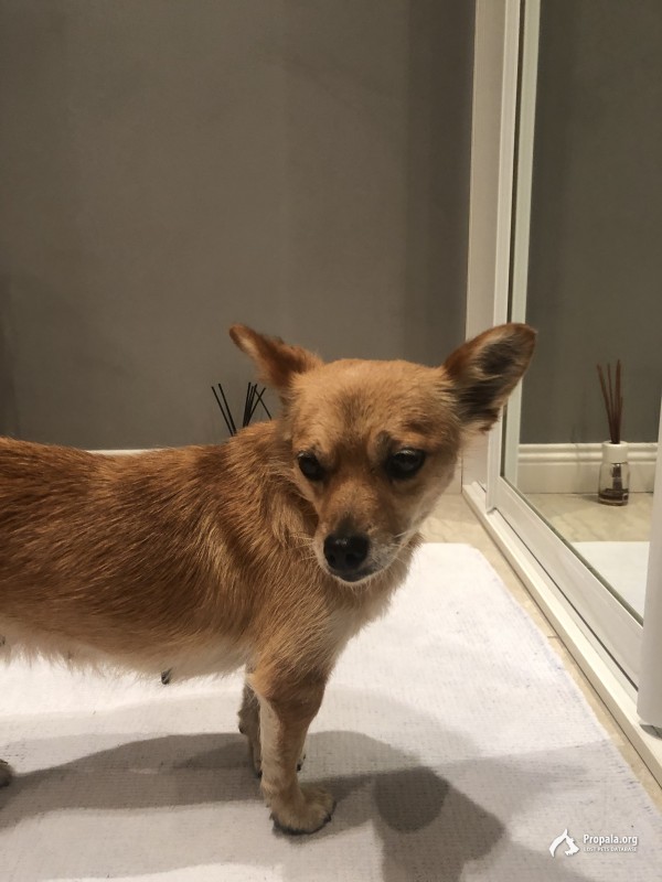 Найдена собака