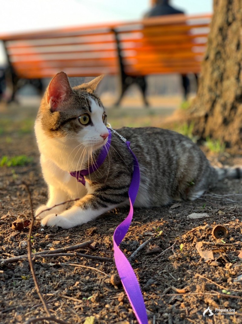 22.07 Пропал наш Котик!