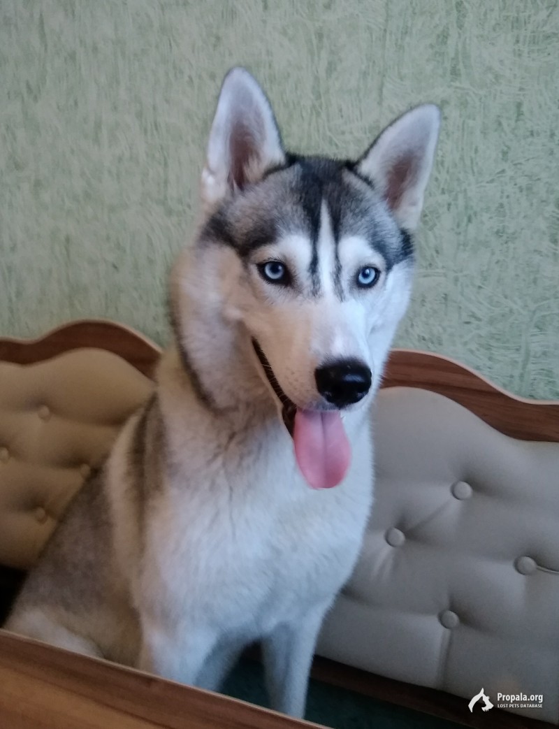 Пропала собака Хаски