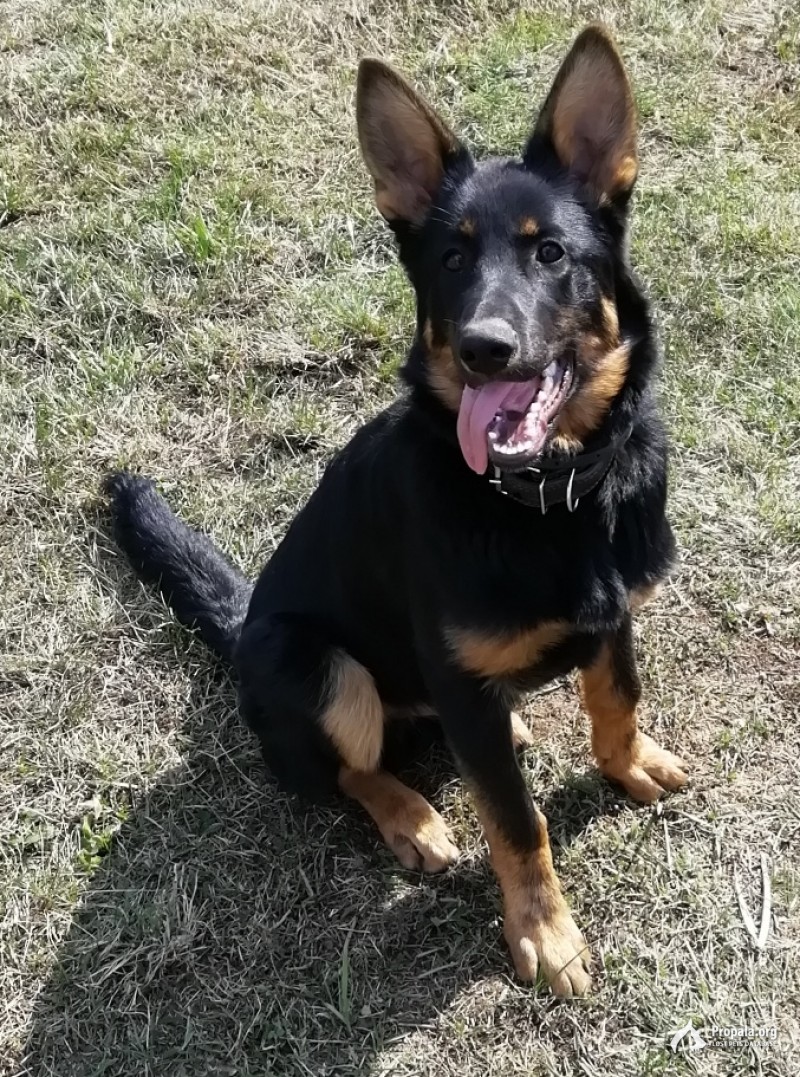 Пропала собака у платформы Колонтаево