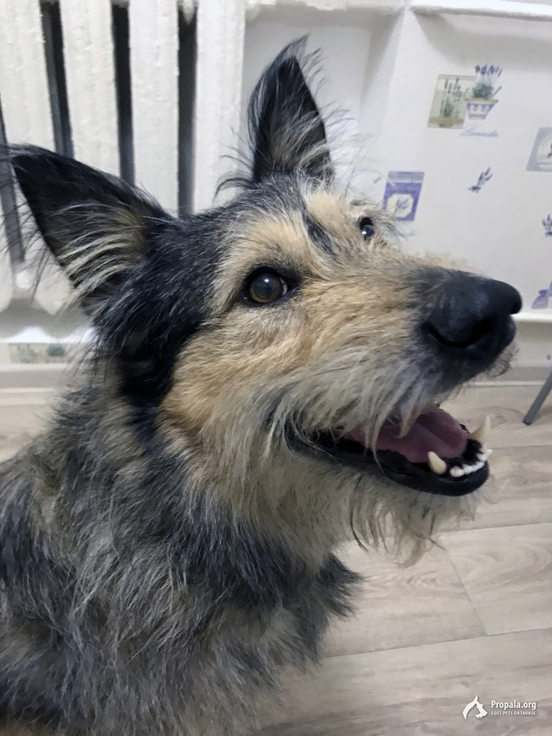 Найдена собака, мальчик, на станции Платформа 88-й км