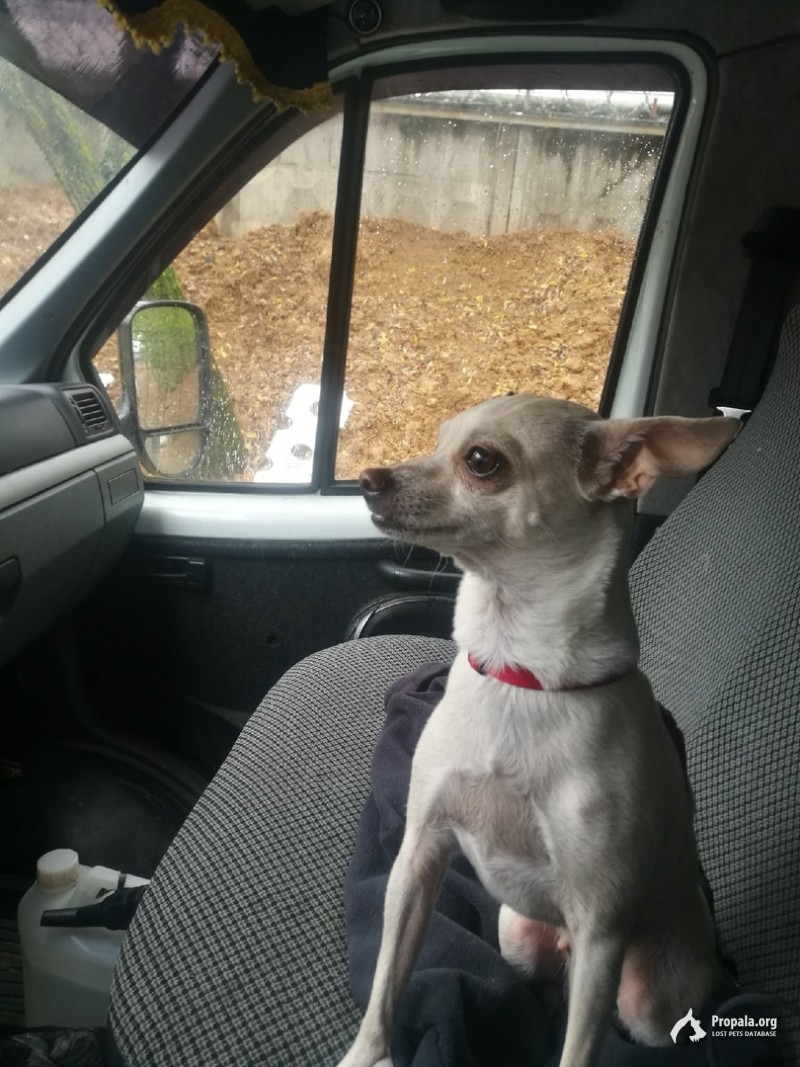 Пропала собака д. Рожново, Первомайский район, Москва