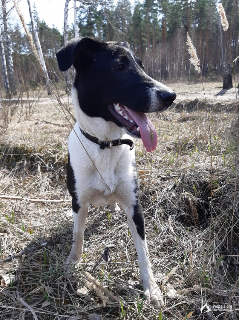 Помогите найти собаку