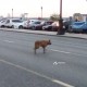Обнаружена собака в районе Республики 6 - Ленина 2А