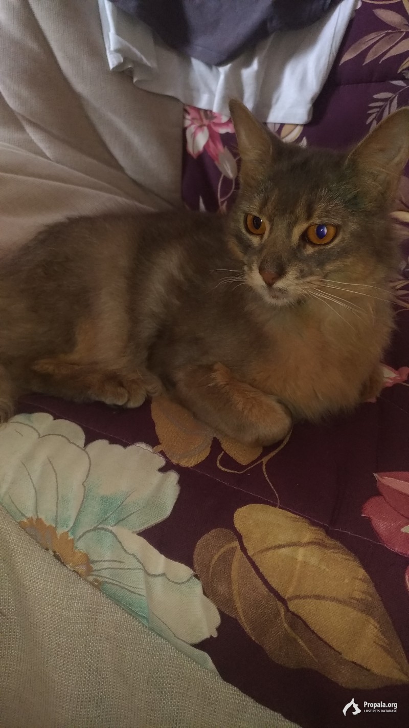 Найдена кошка, Замоскворечье, ЦАО, Москва