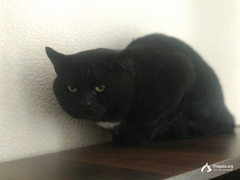 Найден черный кот