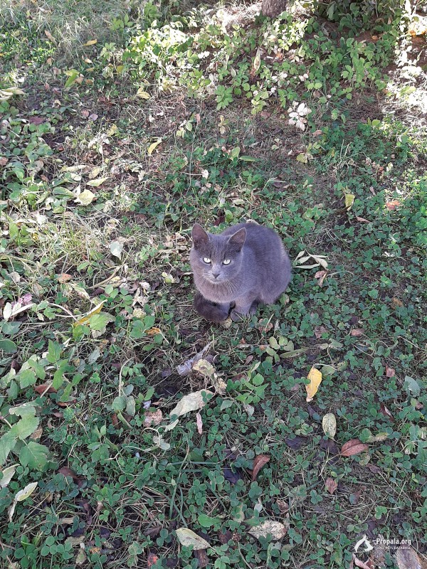 Русская голубая кошка на улице!
