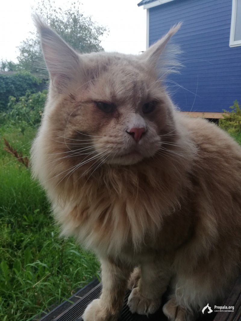 пропал кот, помогите!!