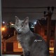 Помогите найти кота!!!