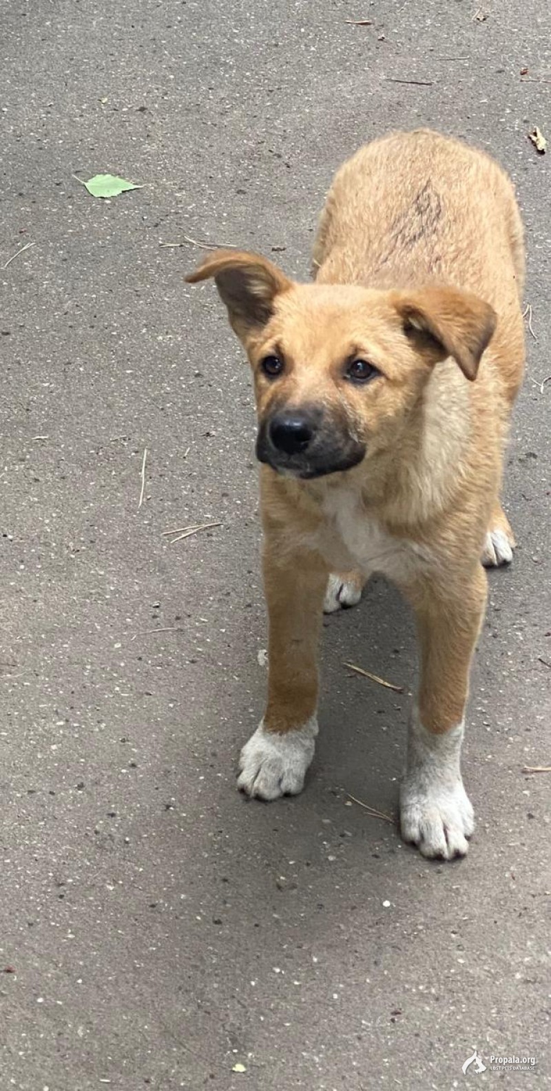 Метис овчарки девочка 4 месяца