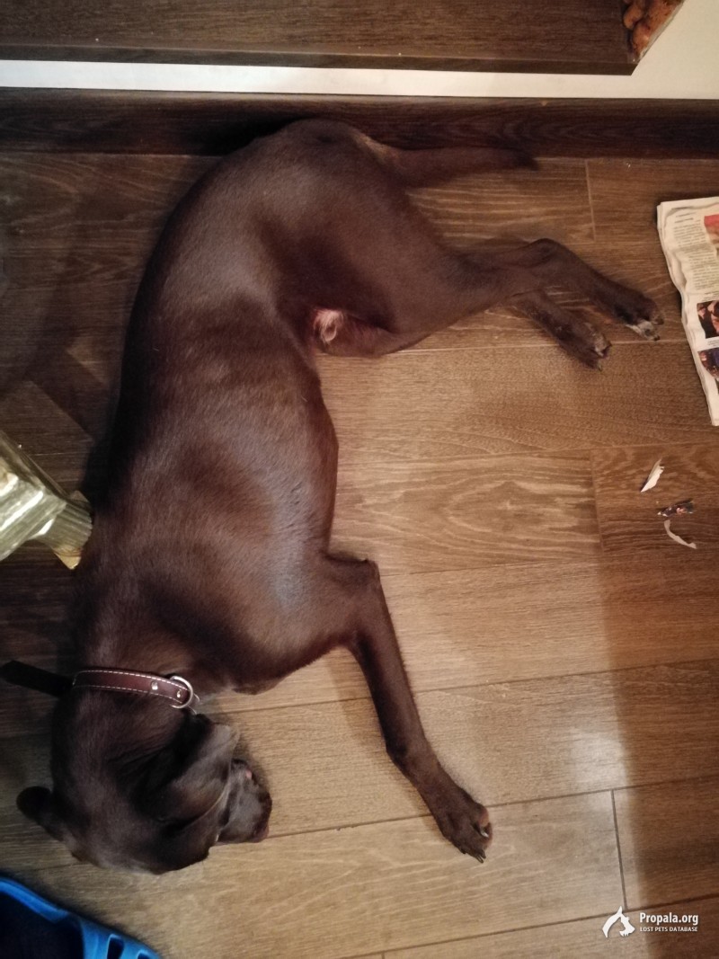 Найдена собака, мальчик