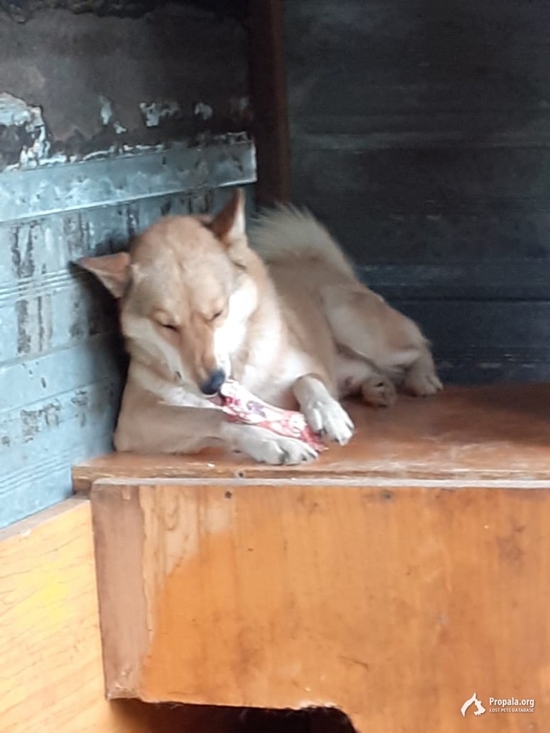 Пропала лайка