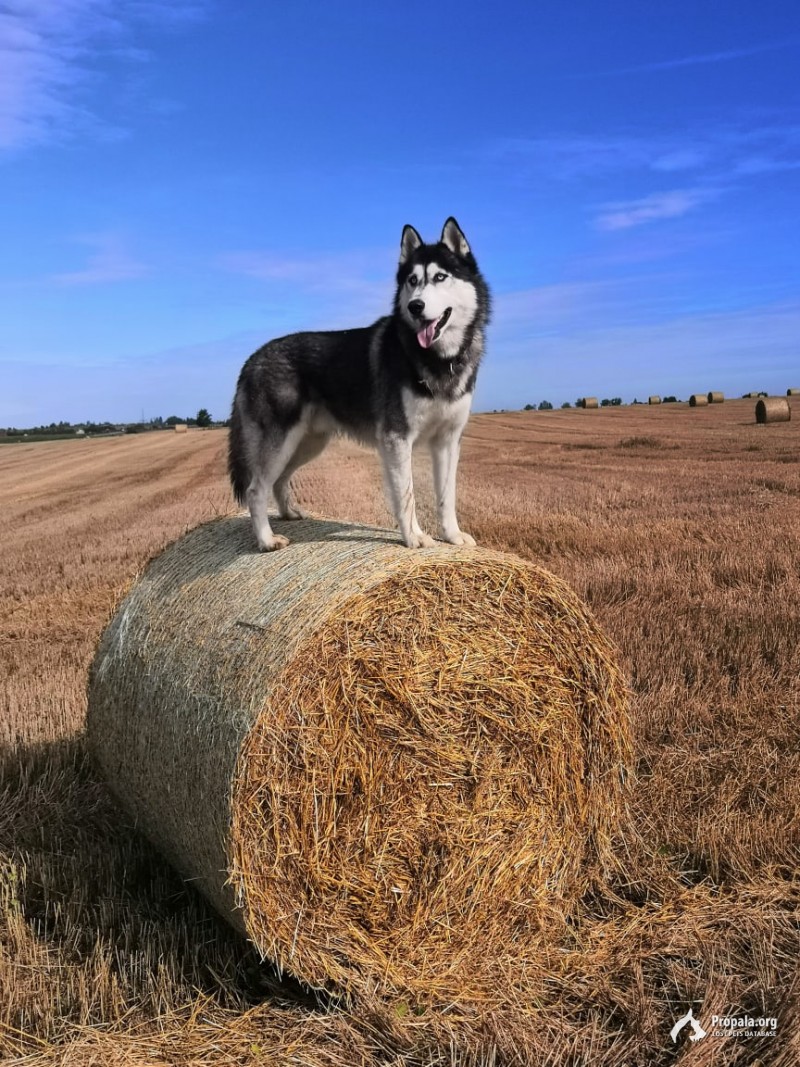 Пропал /Украден в Волоколамском городском округе