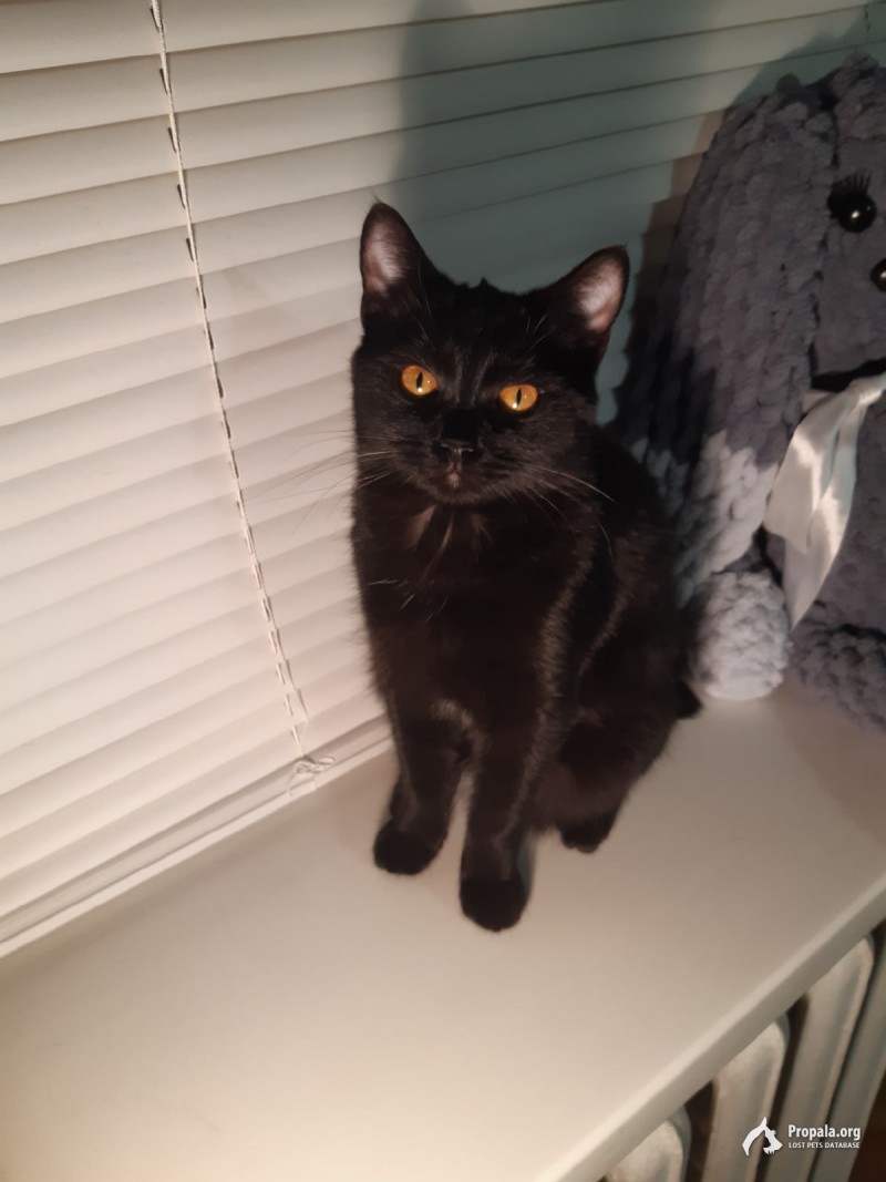 в добрые руки