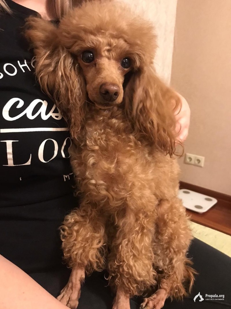 НАЙДЕНА СОБАКА!!!!!!!СРОЧНО!!!!!!