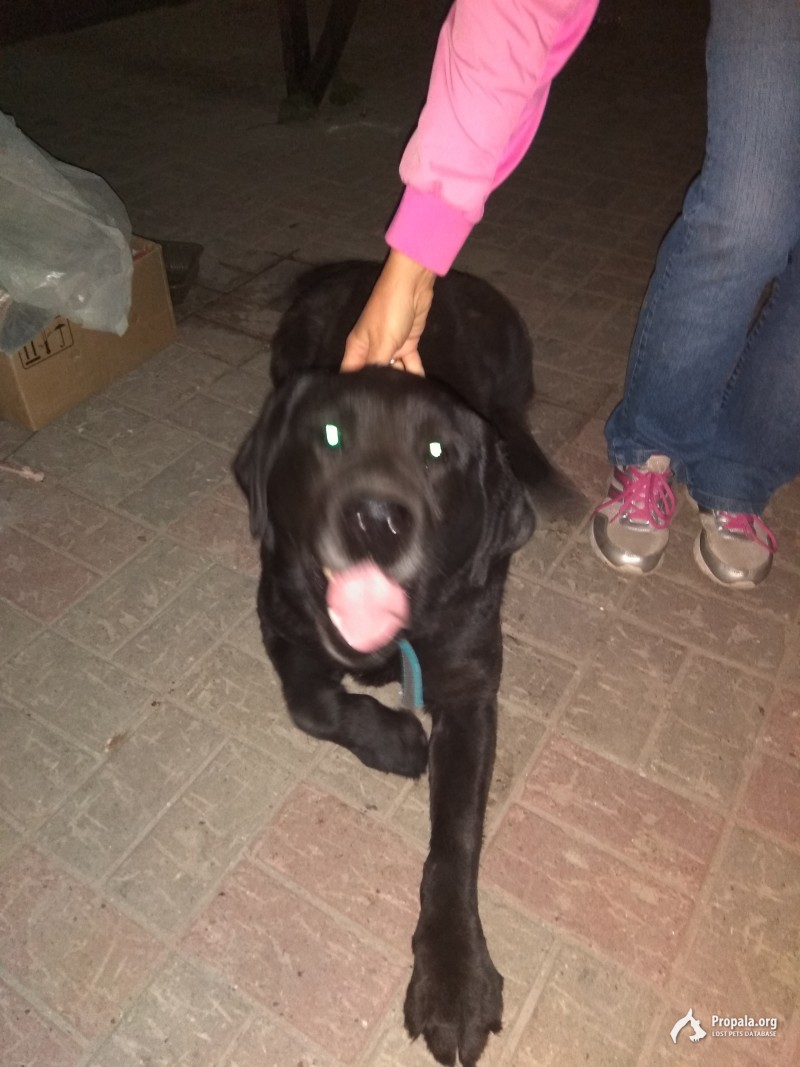 Найдена собака.