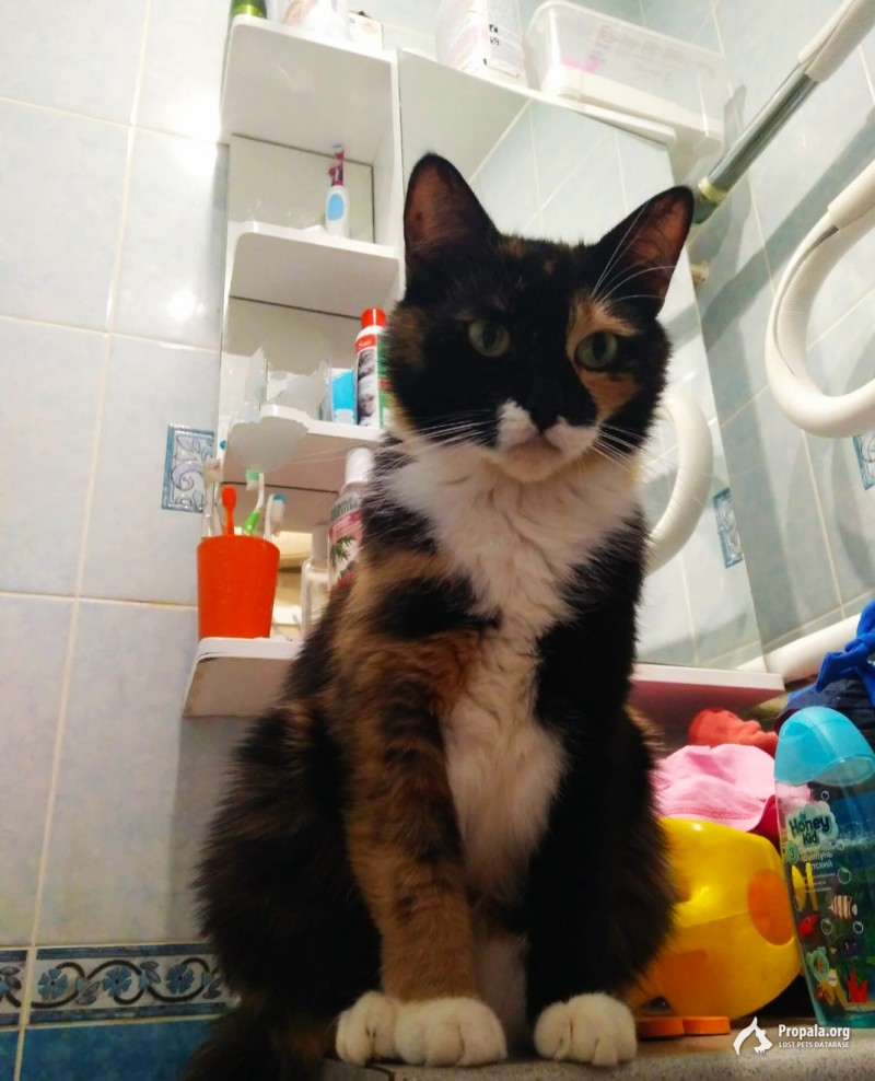 Пропала трех цветная кошка