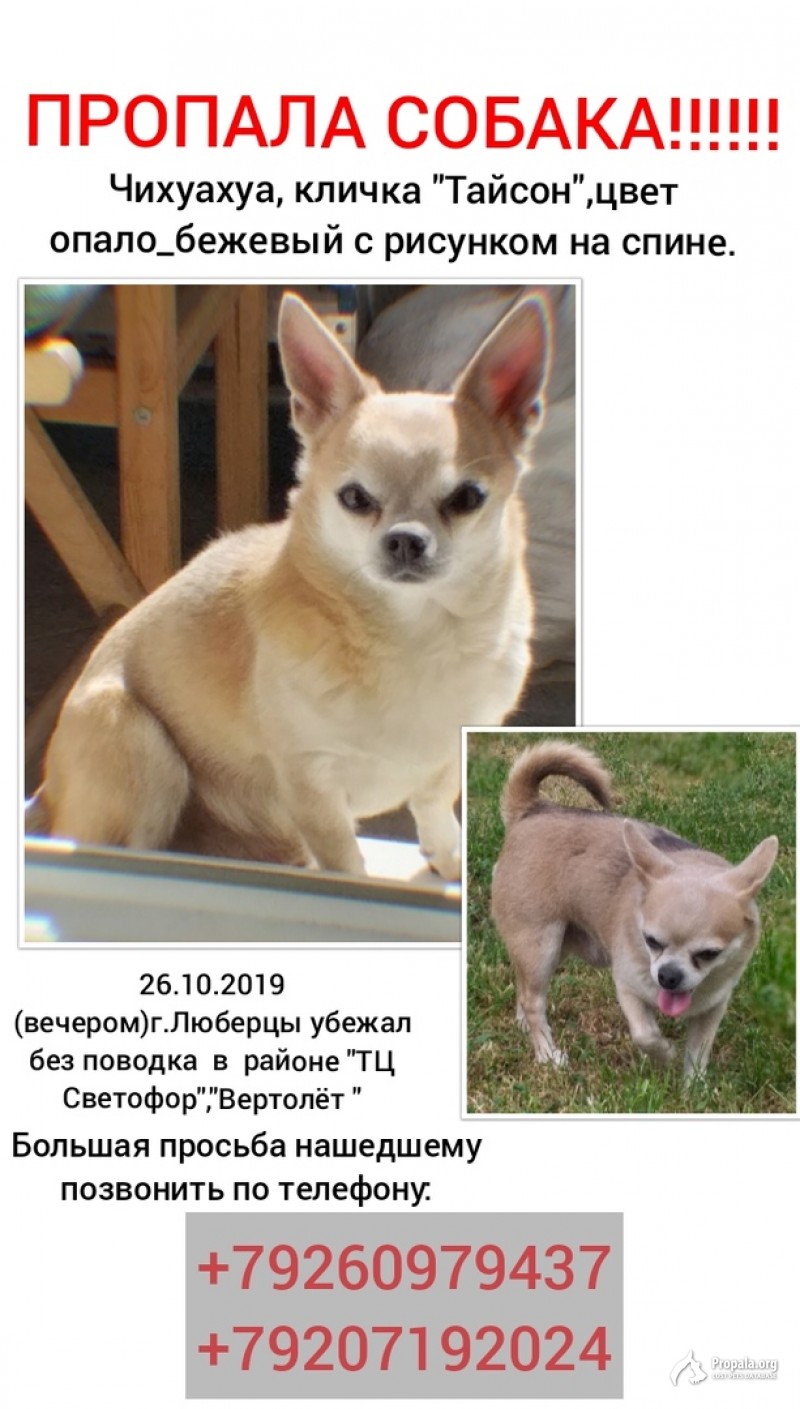 Пропал Чухуахуа