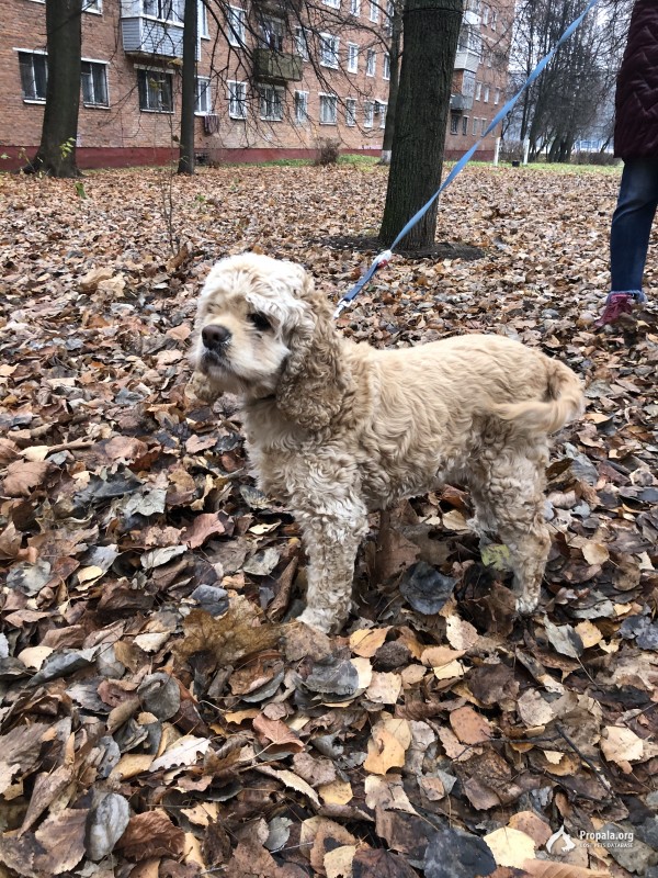 Найдена собака в Подольске, мкрн Южный