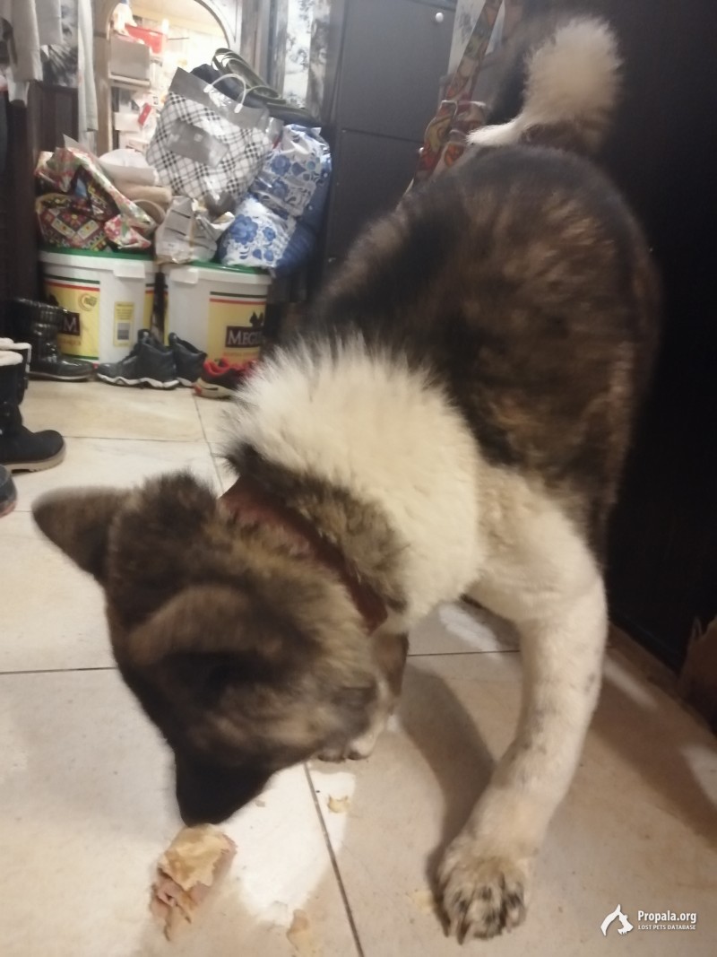 Найдена собака!!! Щенок. Американская акита