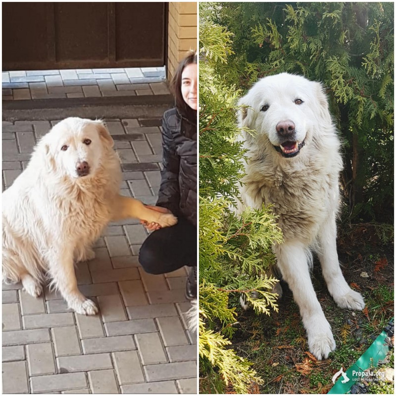 ПРОПАЛА СОБАКА В РАЙОНЕ КАСКАДНОФ