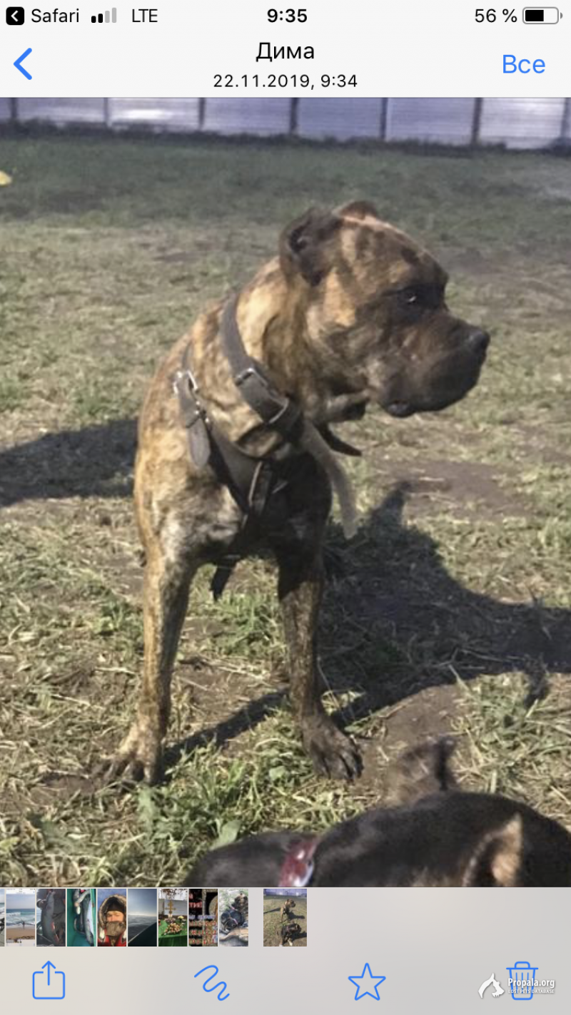 Пропала собака