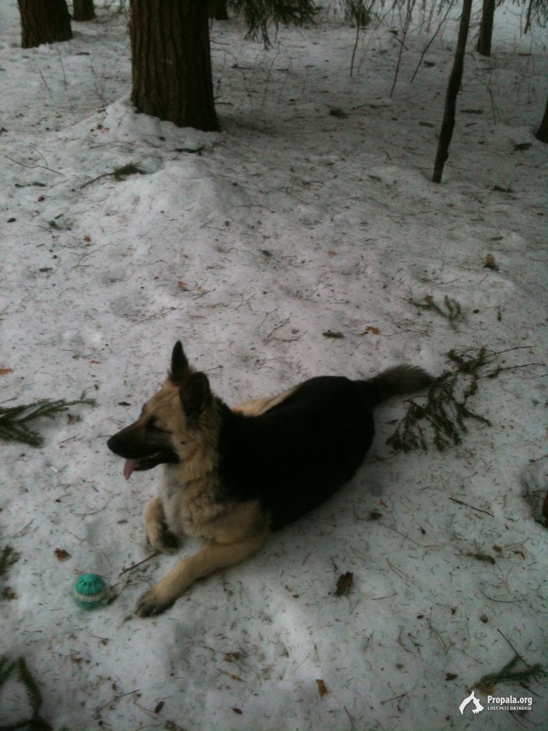 Пропала собака!