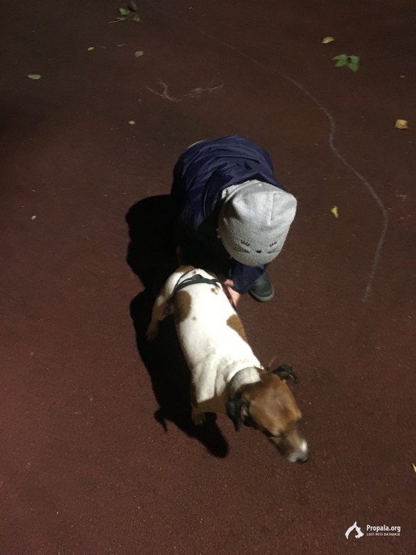 Пропала собака 28.10.2020 на ул. Артюхиной