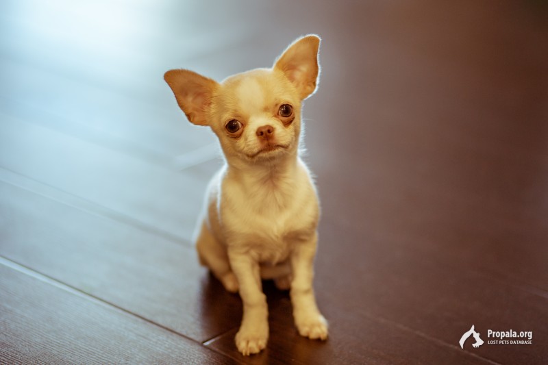 Пропала собачка Чихуахуа Тося