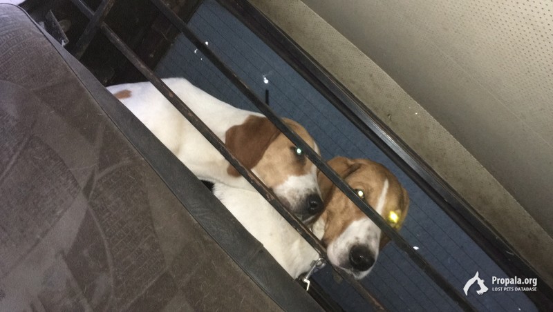 пропала собака