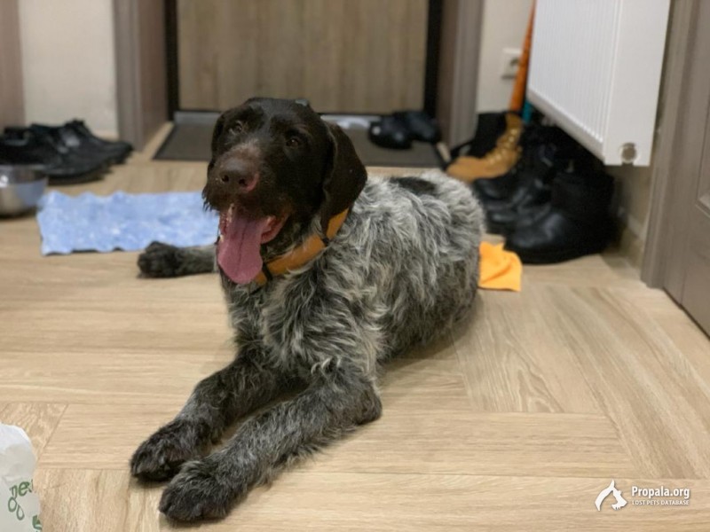 найдена собака