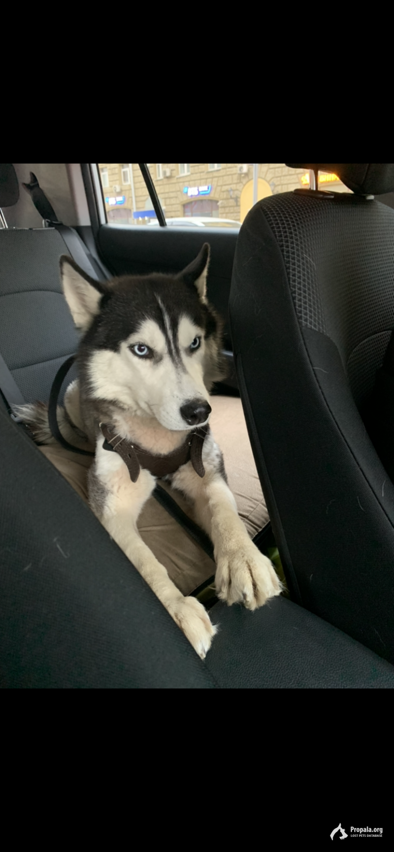 Ищет дом хаски