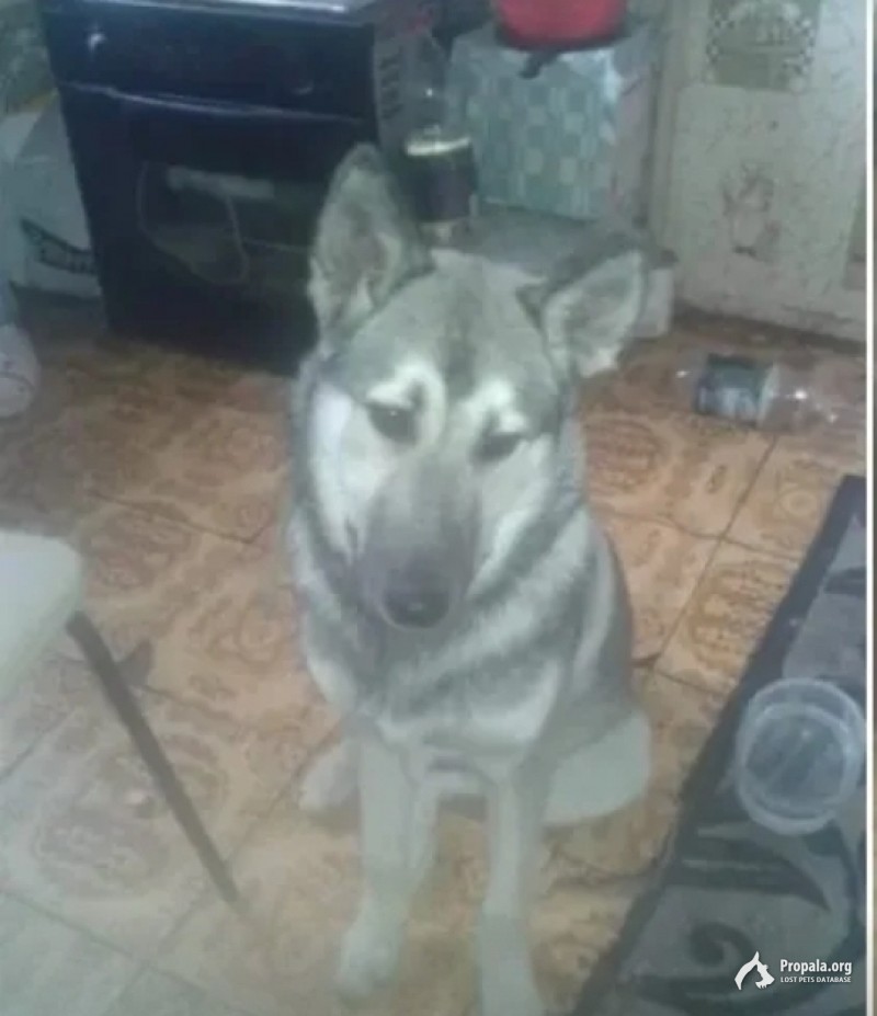 Пропала собака