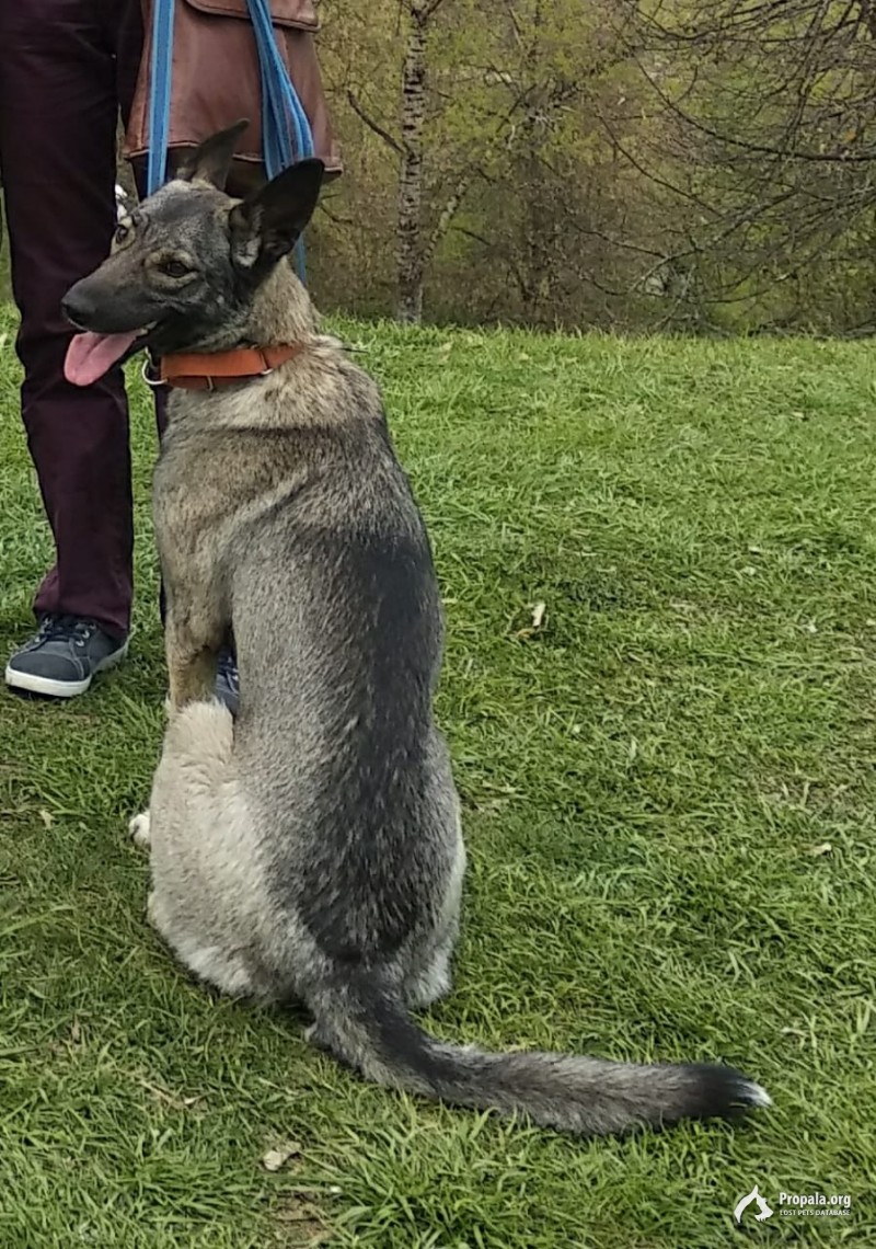 ПРОПАЛА ДВОРНЯГА ВОЛЧЬЕГО ОКРАСА