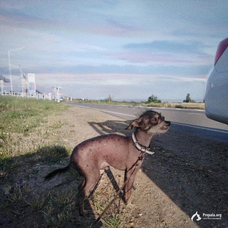 ПРОПАЛ ПЁСИК/КИТАЙСКАЯ ХОХЛАТАЯ