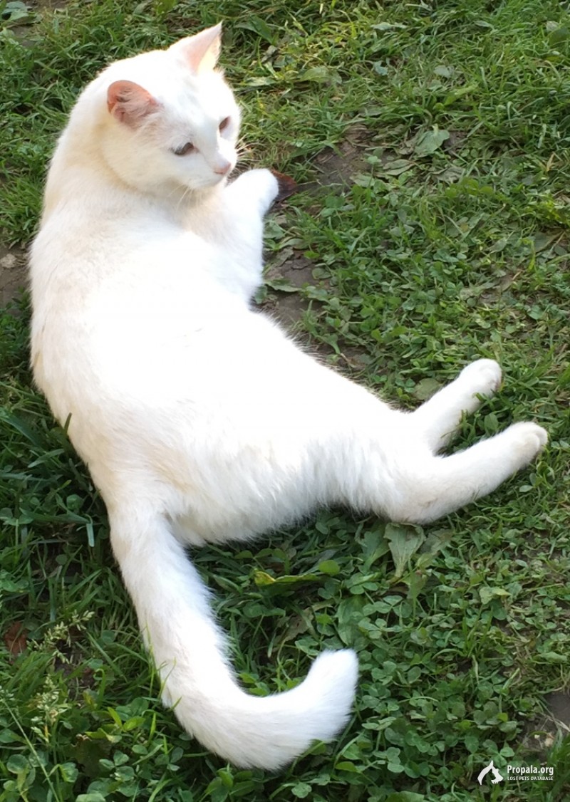 Пропала БЕЛАЯ худая кошка