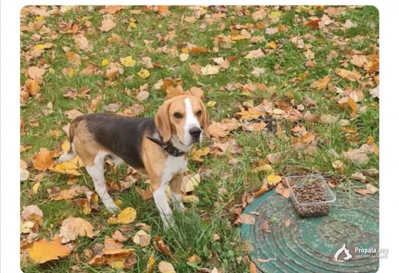 Найден Бигль, кобель. Москва, ЮВАО, район Южнопортовый
