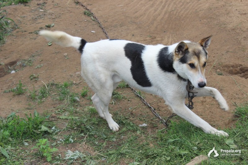 Пропала собака.