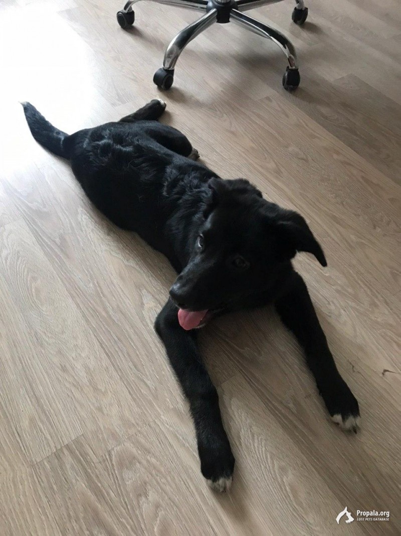 Найдена девочка-щенок у ст.м. Звёздная