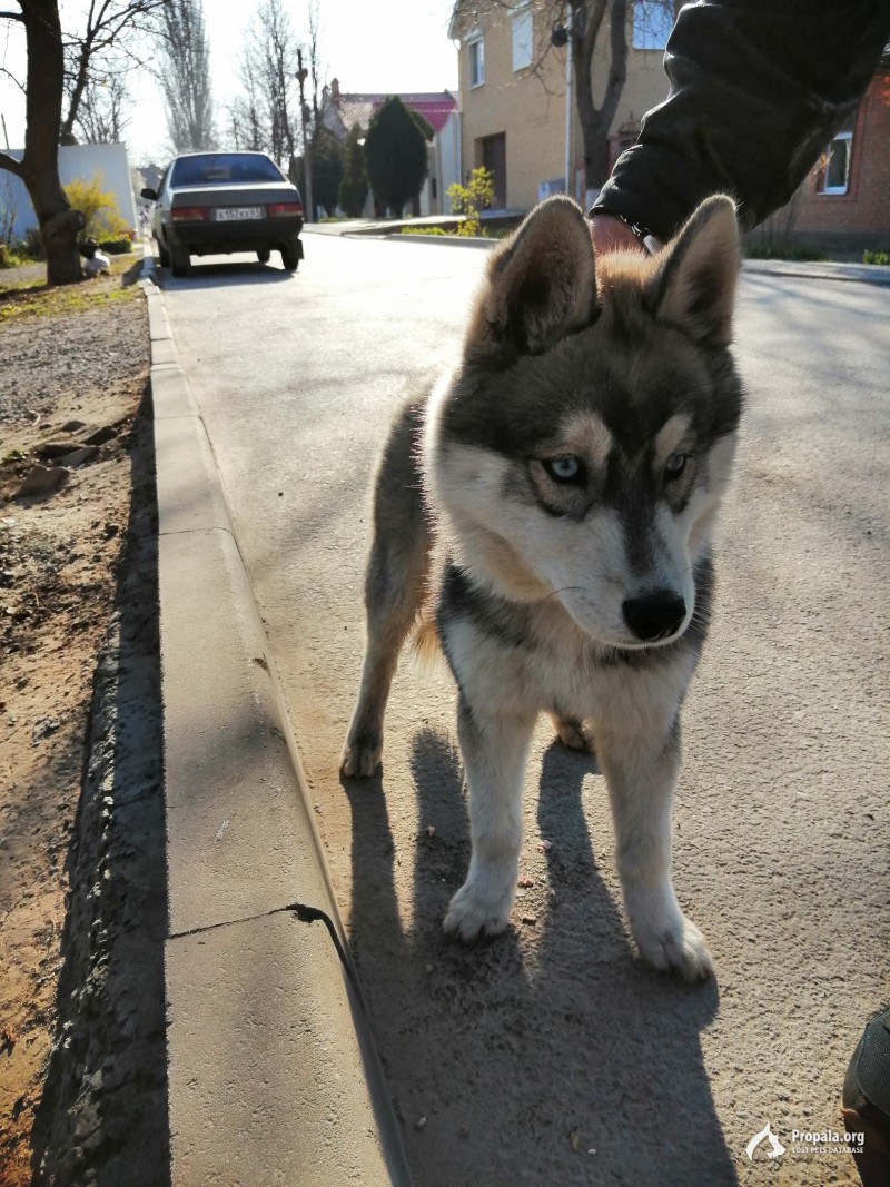 Хаски с Зжм