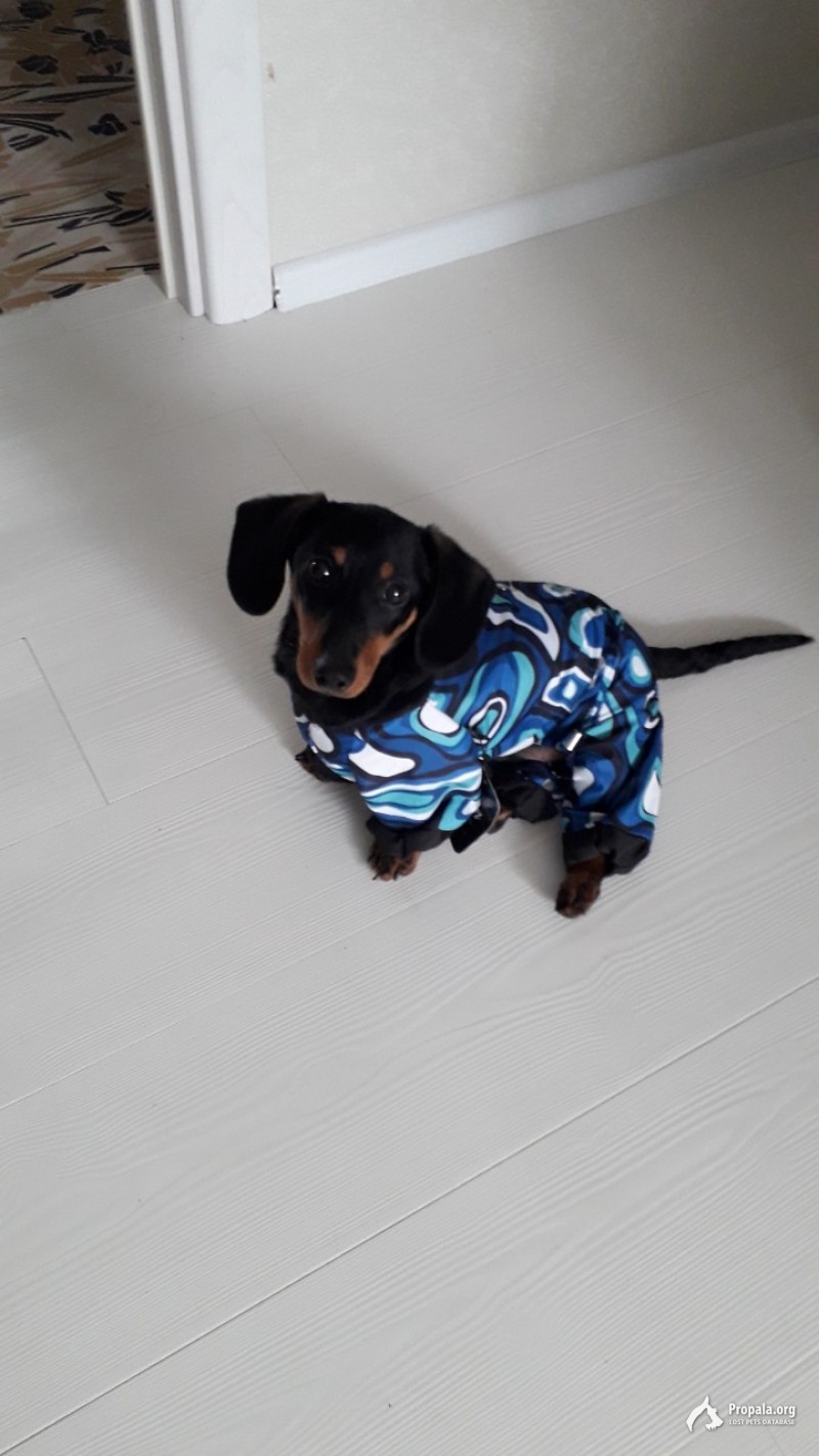 Потерялась собака