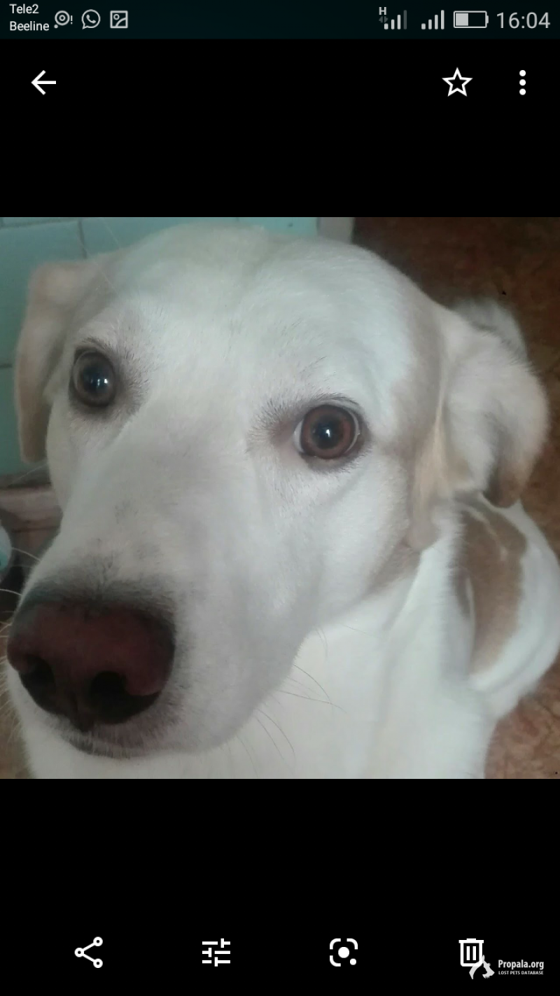 ПРОПАЛА СОБАКА