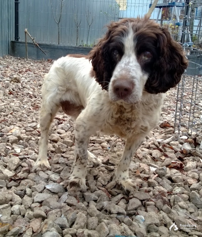 спокойная и милая Эльза ищет дом