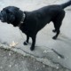 Большой, черный пес
